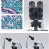 Microscope biologie Clone zeiss et images biologiques