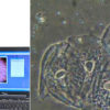 Microscope novel echantillon biologique dentaire