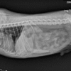 Radiologie image en canine