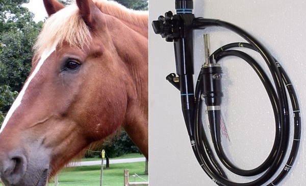 Endoscope pour les chevaux de course